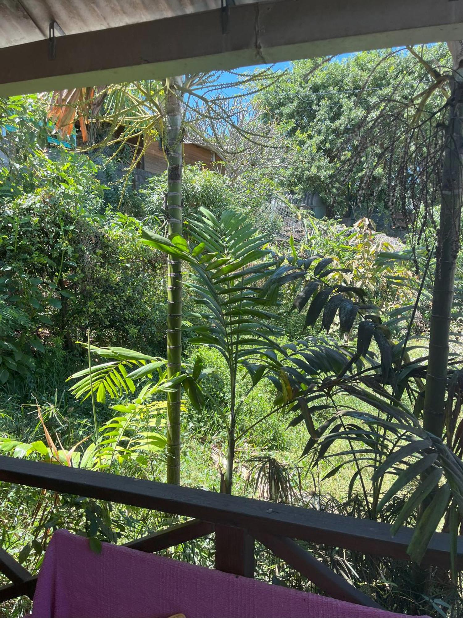 La Bananeraie Apt 35M2 Piscine Jardin Tropical Parking Prive Saint-Leu Exterior photo